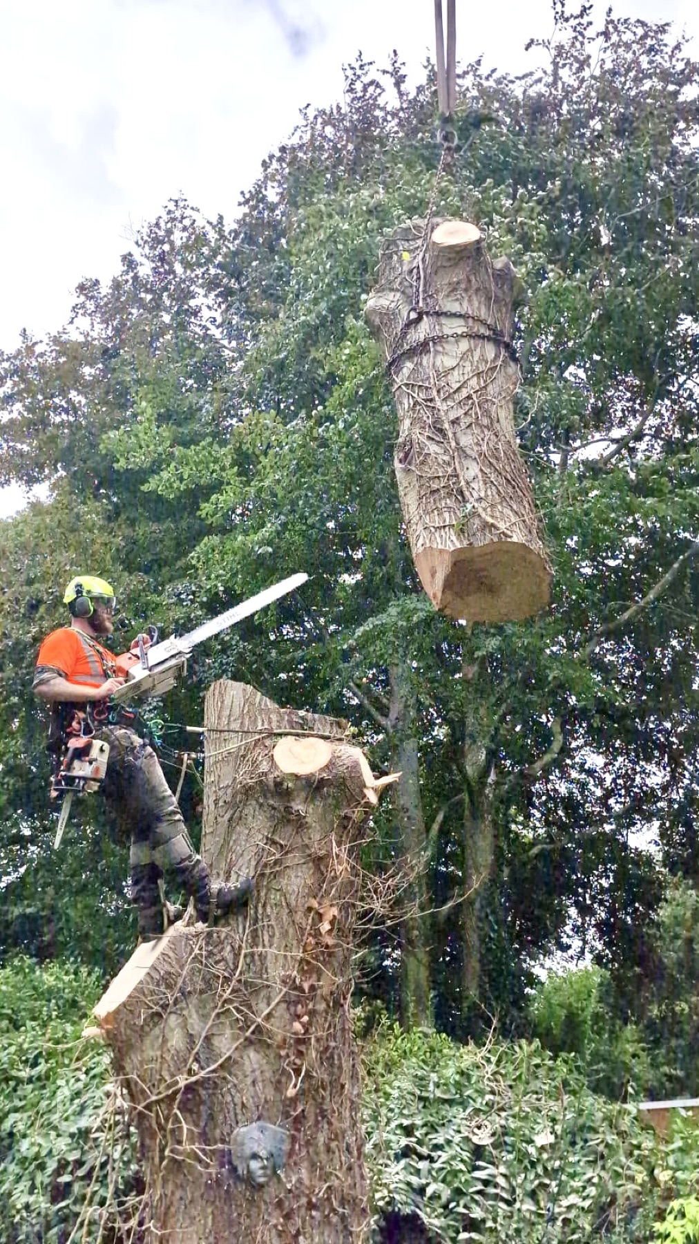 Sectional dismantling by Purbeck Arborists