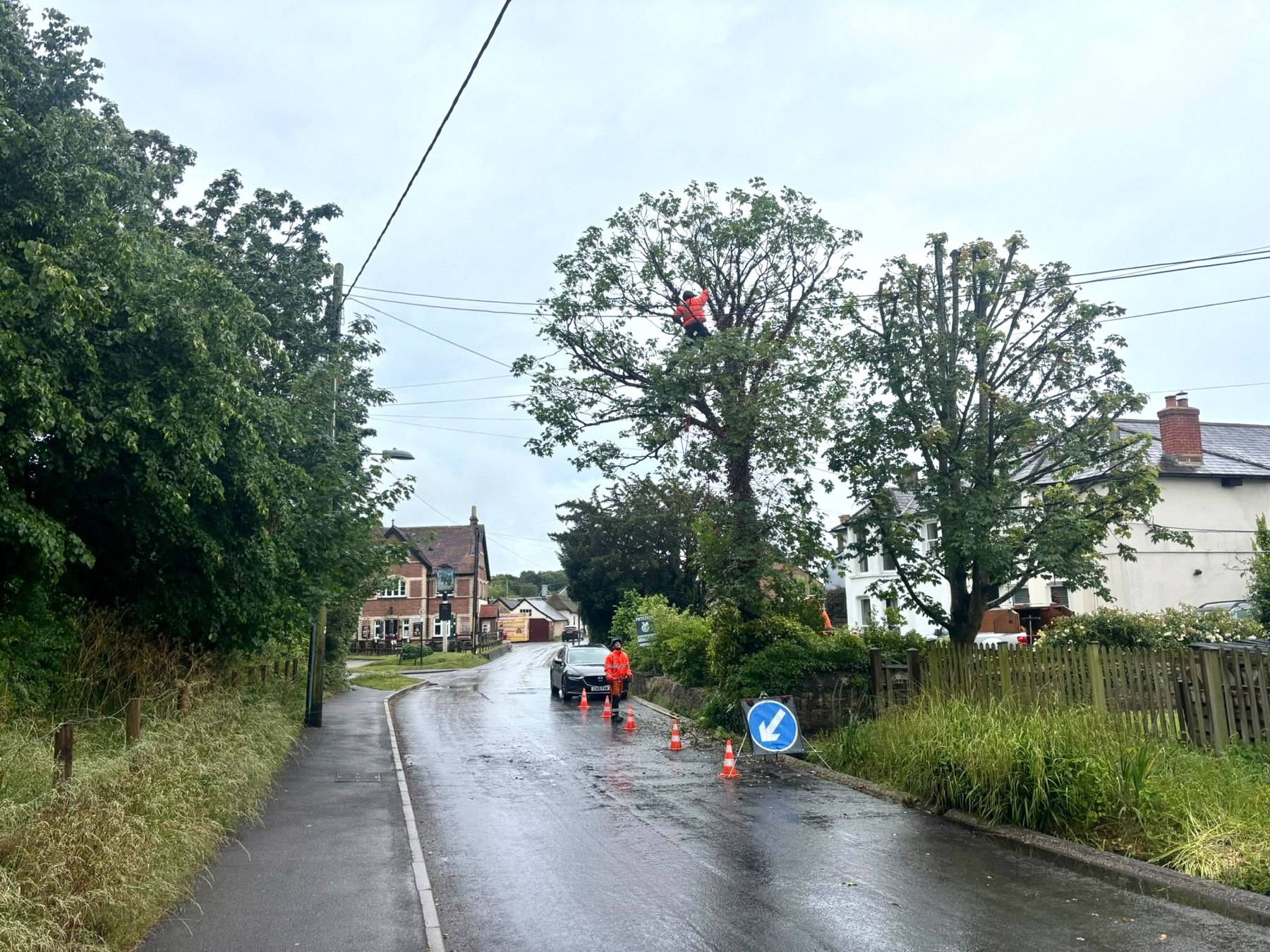 Roadside and commercial work by Purbeck Arborists